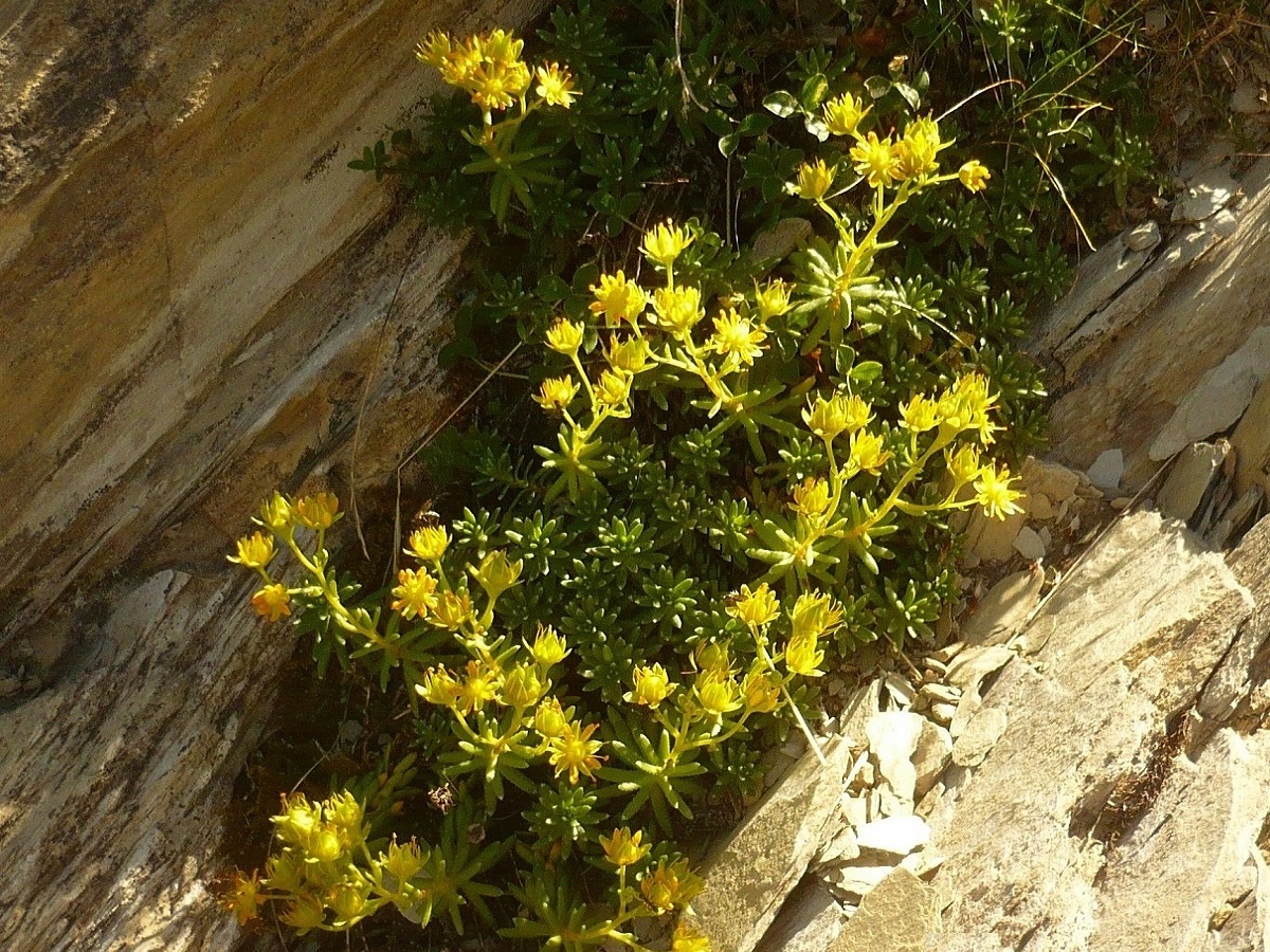 Saxifraga aizoides (Saxifragaceae)